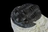 Three Detailed Gerastos Trilobite Fossils - Morocco #119021-1